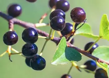 Licorice Root